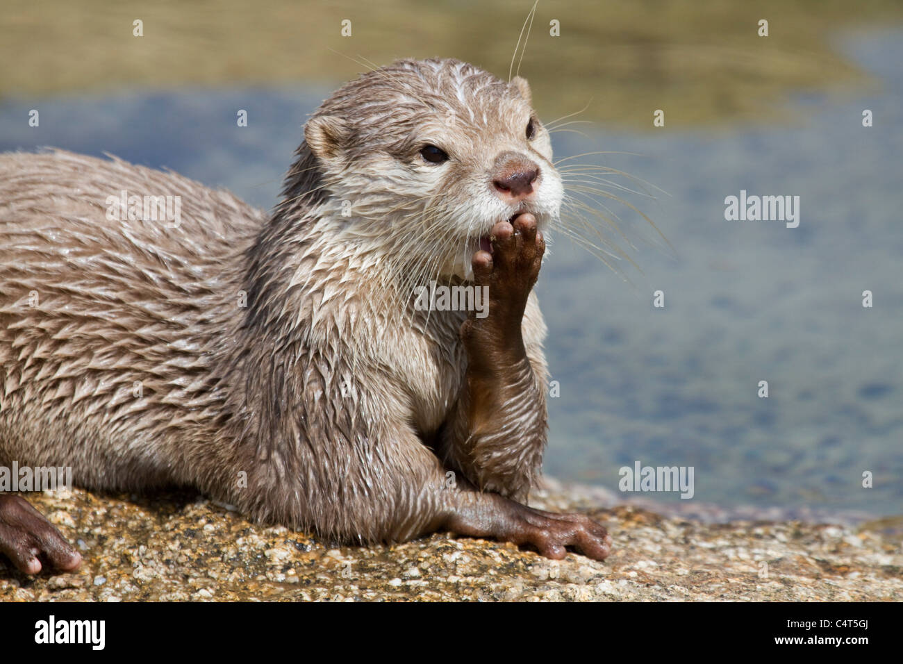 Asian breve artigliato Otter; Aonyx cinerea; animale in cattività Foto Stock