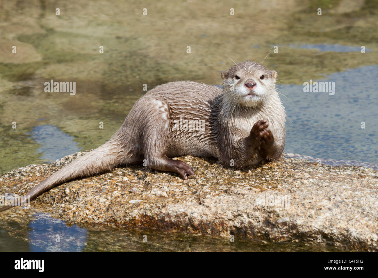 Asian breve artigliato Otter; Aonyx cinerea; animale in cattività Foto Stock