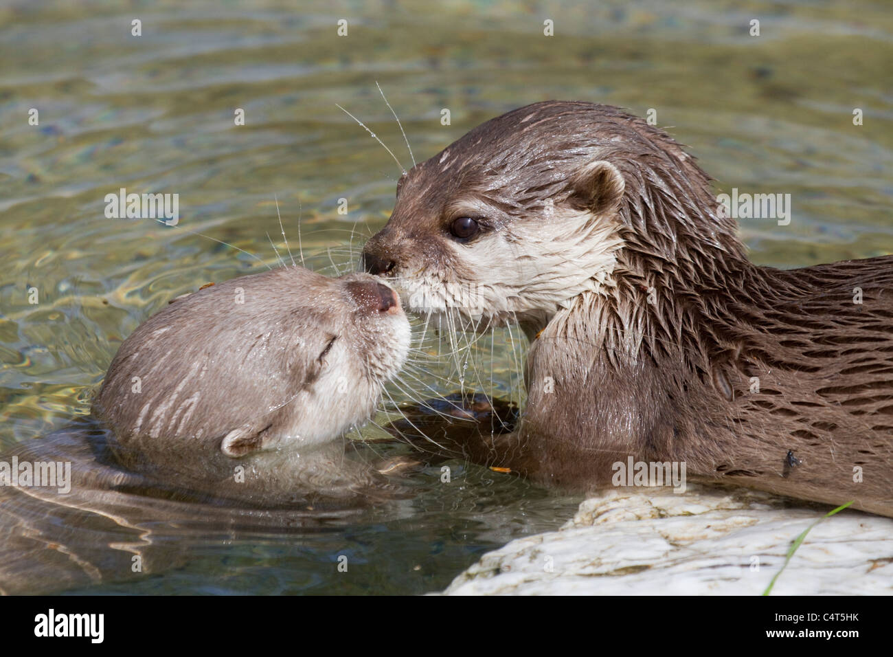 Asian breve artigliato Otter; Aonyx cinerea; gli animali in cattività Foto Stock