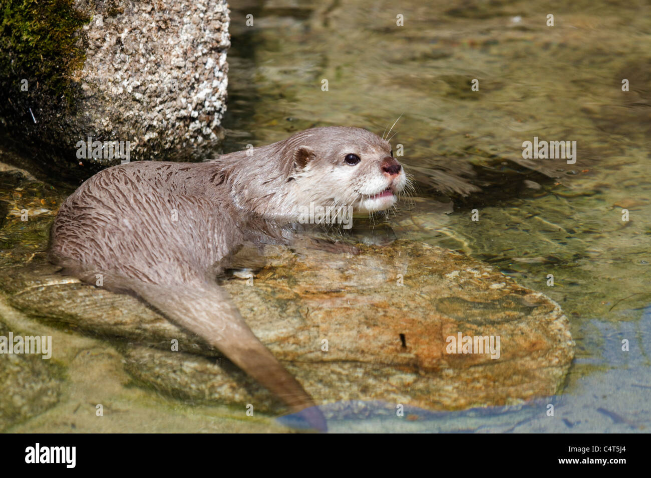 Asian breve artigliato Otter; Aonyx cinerea; animale in cattività Foto Stock
