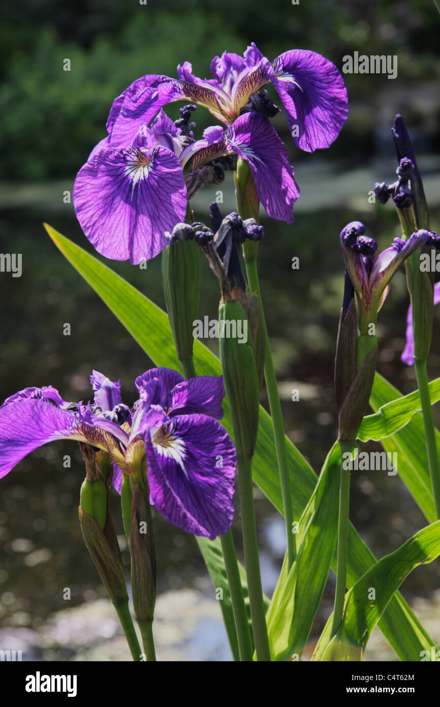 Iris La setosa fiori tricuspis Foto Stock