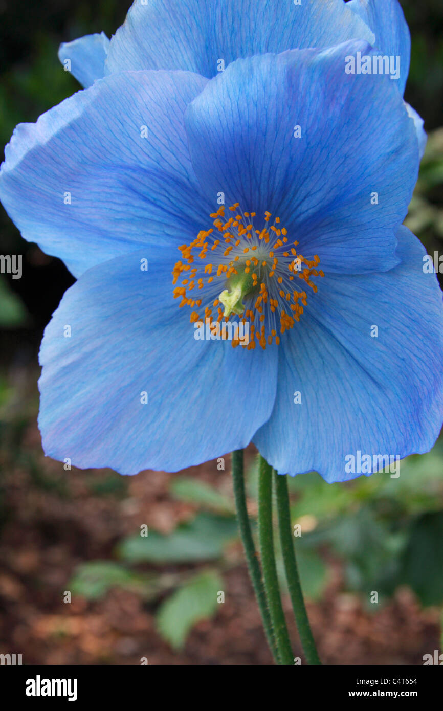 Fiori blu di papavero himalayana o Meconopsis Dalemain Foto Stock