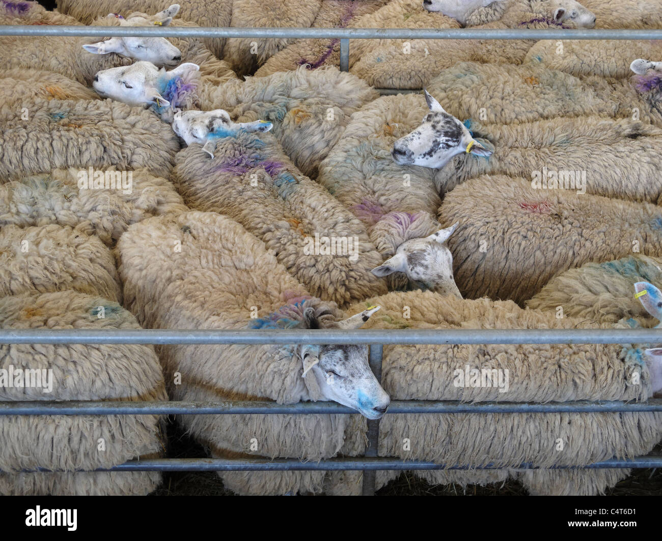 Pecore impaccati ermeticamente in una penna al weekly Melton Mowbray mercato del bestiame, Leicestershire, Inghilterra. Foto Stock
