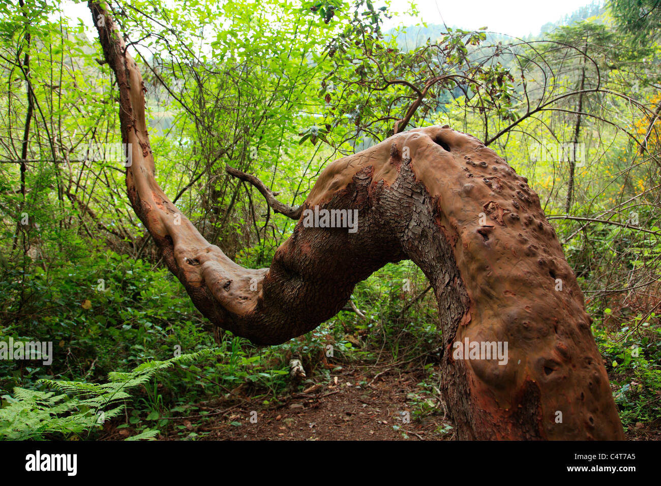 Albero di corbezzolo Foto Stock