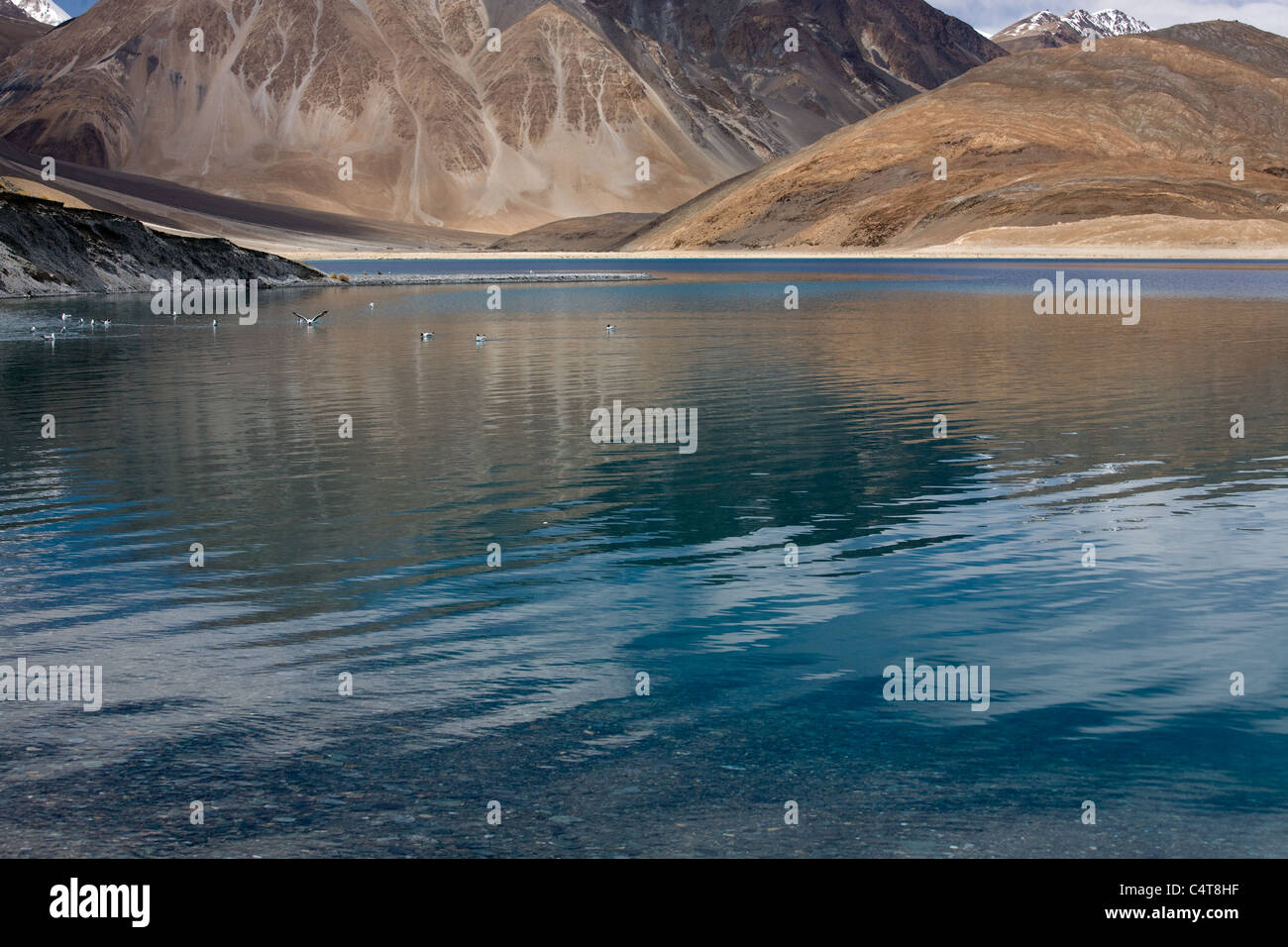 Pangong Tso Lake, Ladakh regione dello stato di Jammu e Kashmir India (Maggio 2011) Foto Stock