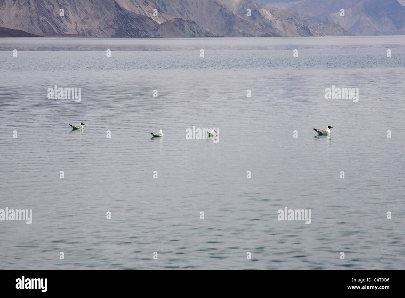 Pangong Tso Lake, Ladakh regione dello stato di Jammu e Kashmir India (Maggio 2011) Foto Stock
