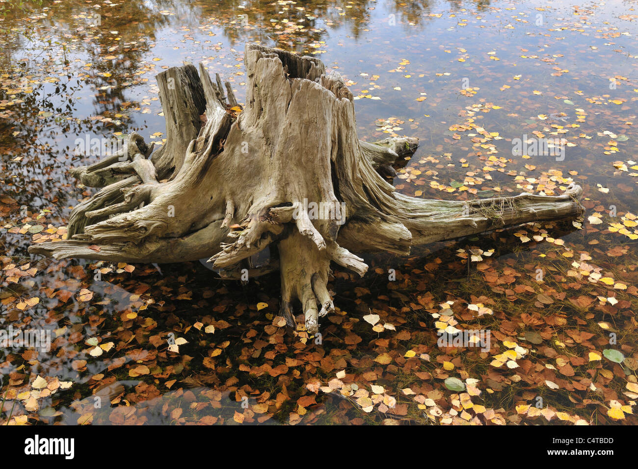 Radice nel lago, Floersbachtal, Main-Kinzig-Kreis, Regione di Darmstadt, Hesse, Spessart, Germania Foto Stock