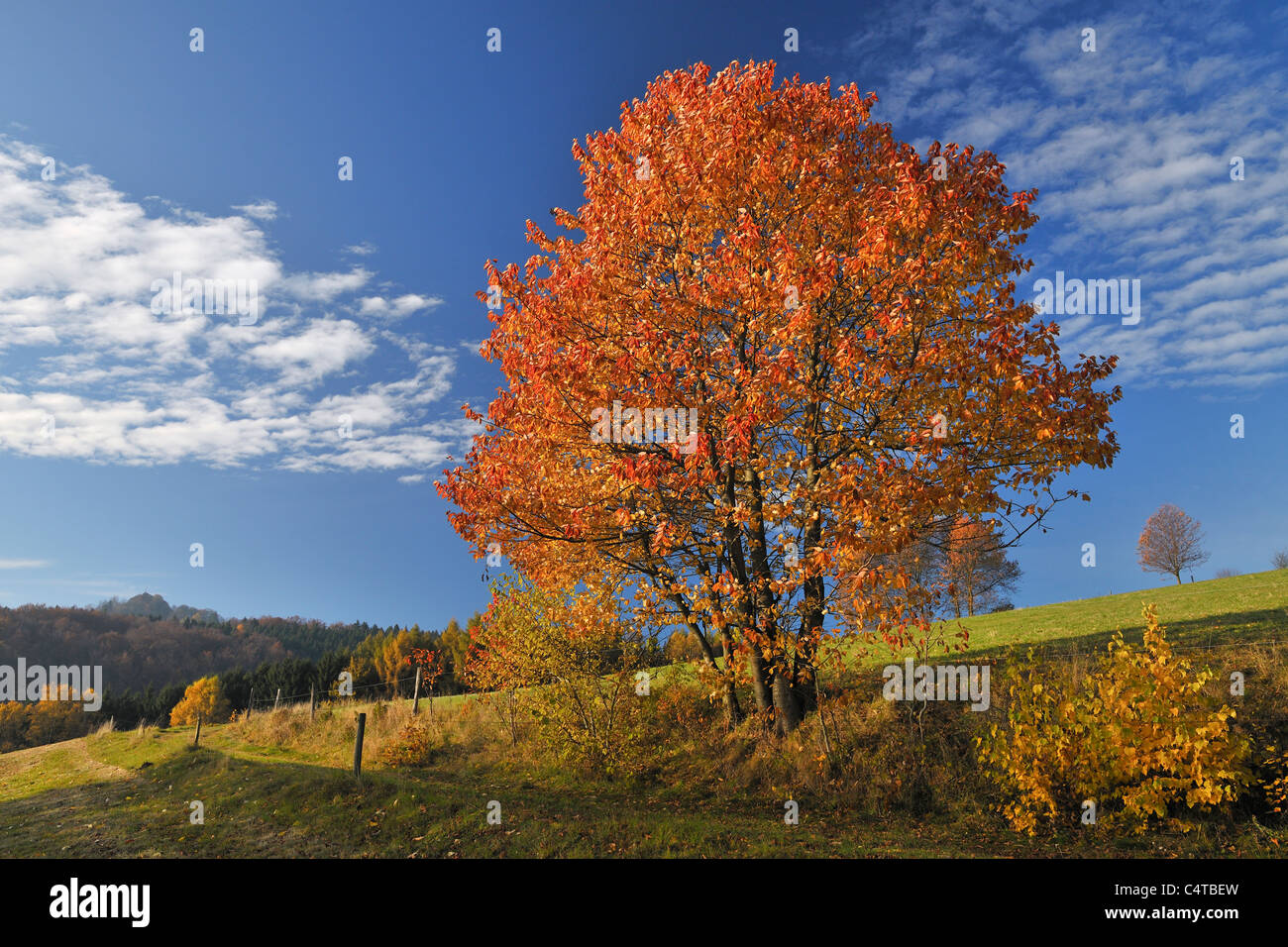 Albero di allegri, Gersfeld, Fulda Distric, regione di Kassel, Rhoen montagne, Hesse, Germania Foto Stock