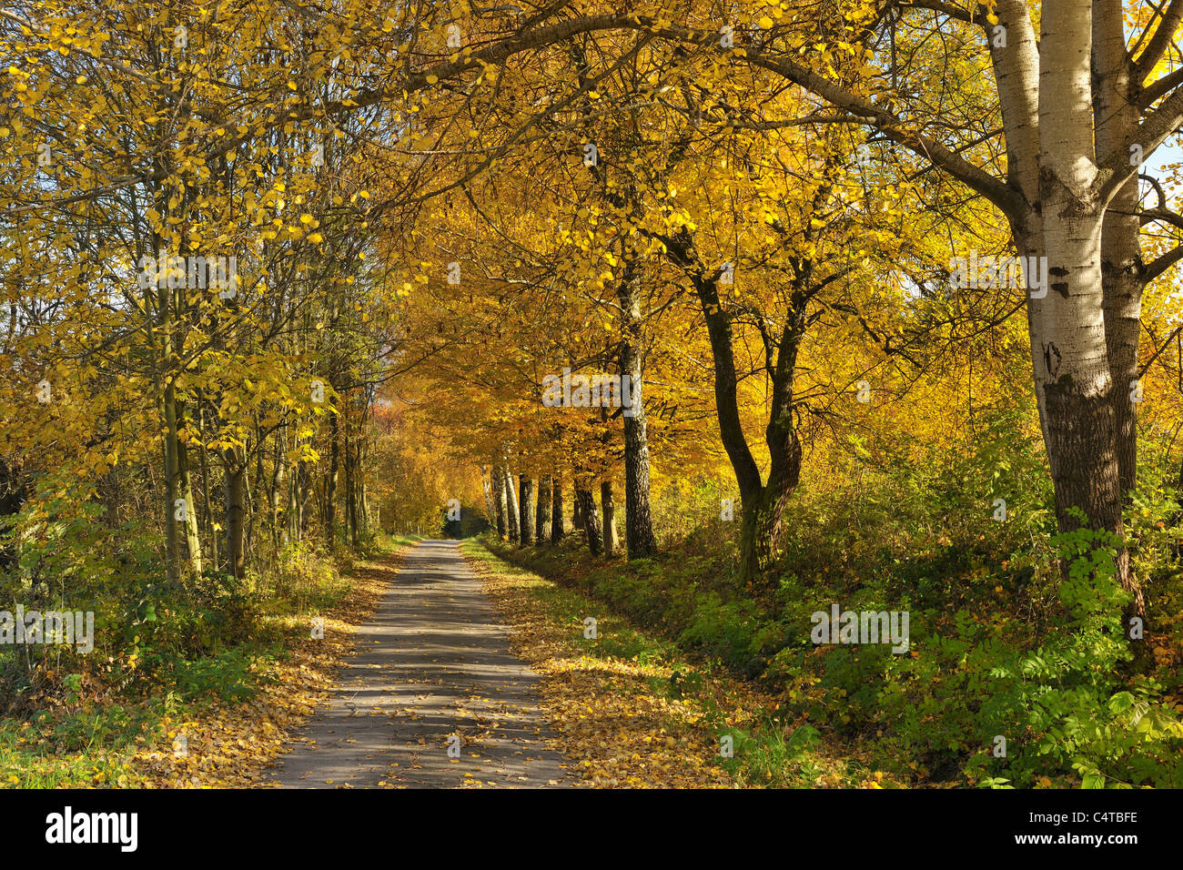 Percorso, pioppi neri americani alberi, Lindenfels, Bergstrasse distretto, Odenwald, Hesse, Germania Foto Stock