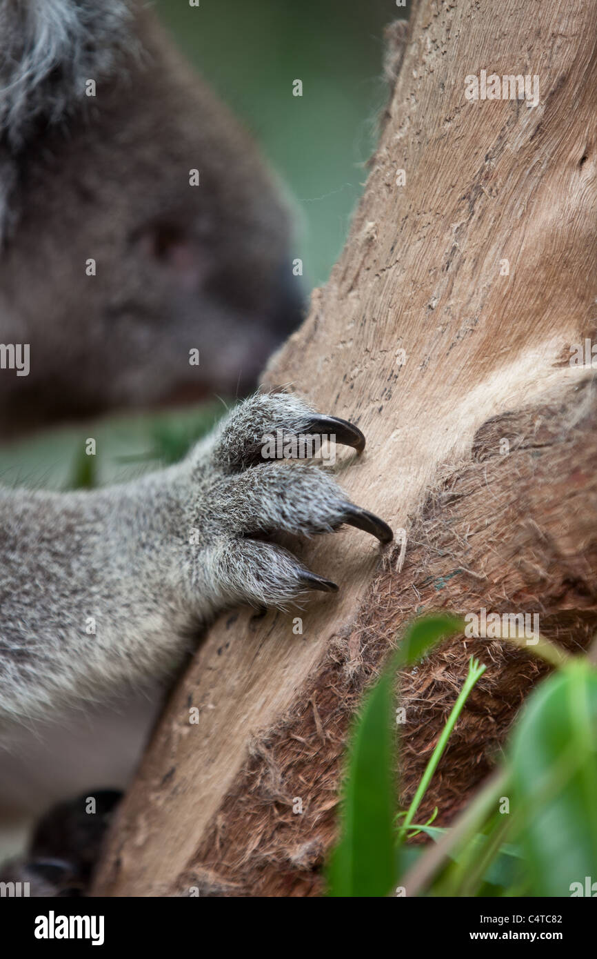 Artigli di un koala Foto Stock