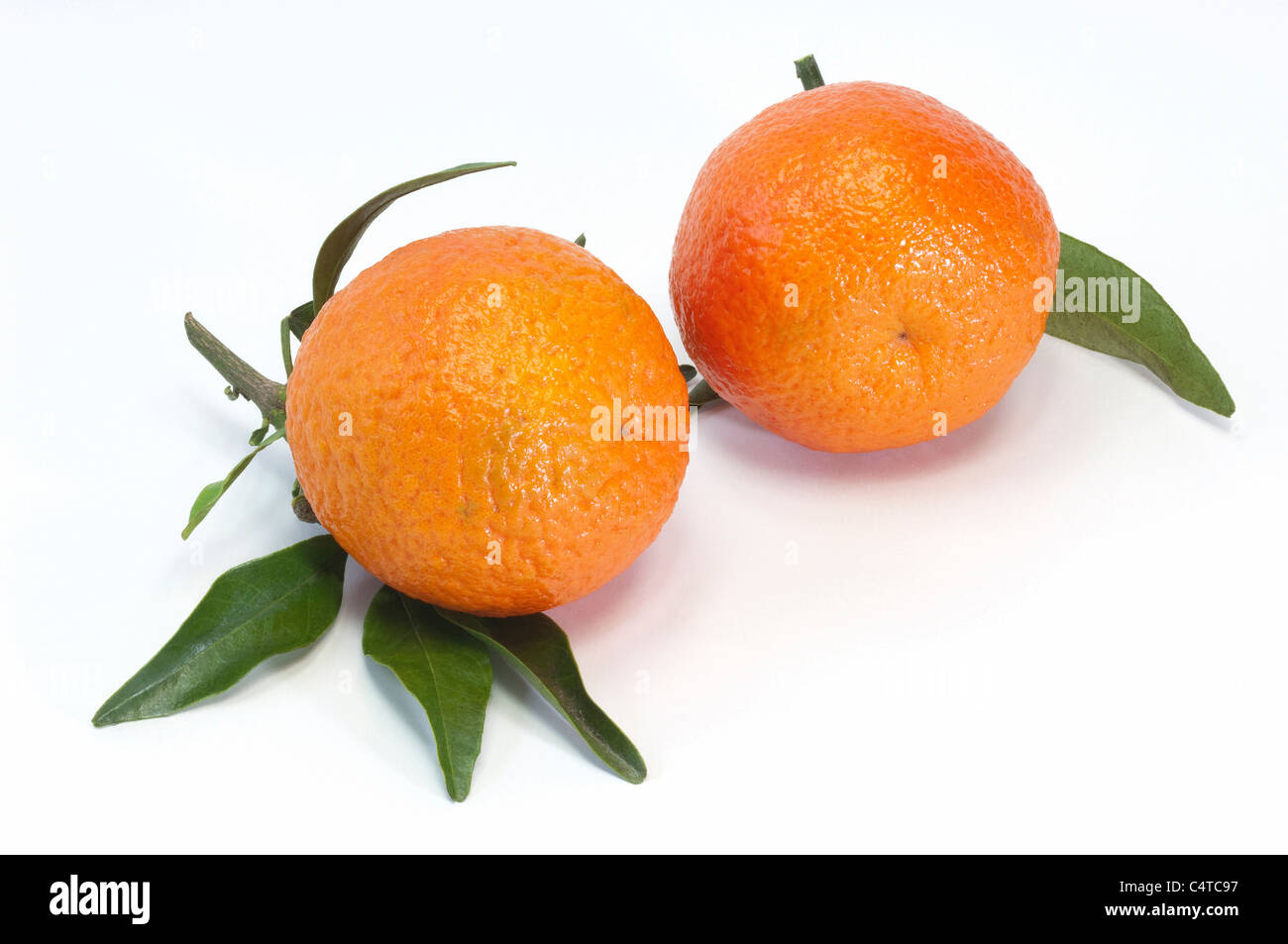 Clementina (Citrus deliciosa), frutti maturi, studio immagine. Foto Stock