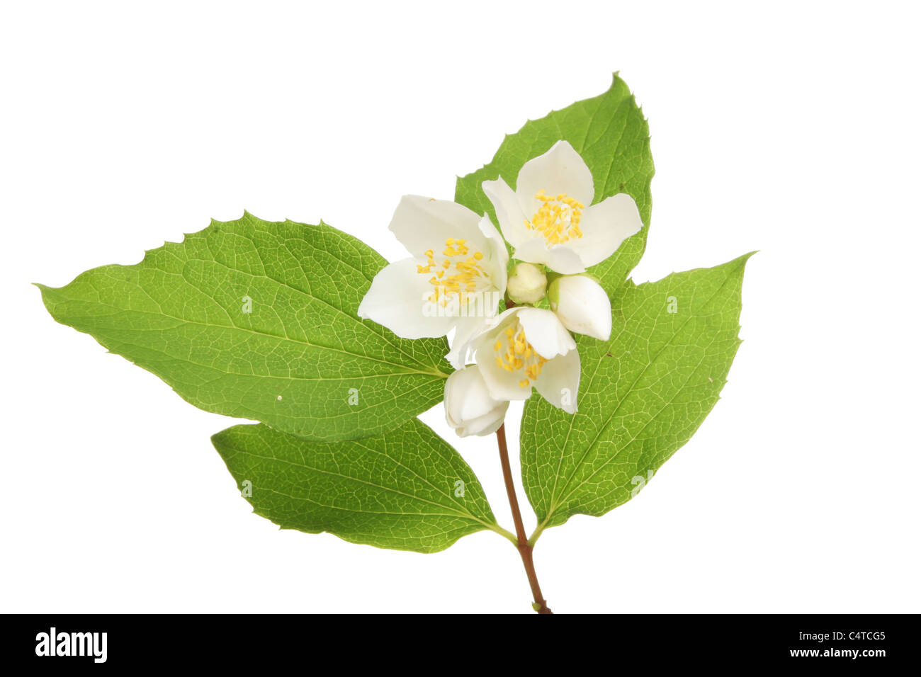 Filadelfo, mock orange, fiori e foglie isolata contro bianco Foto Stock