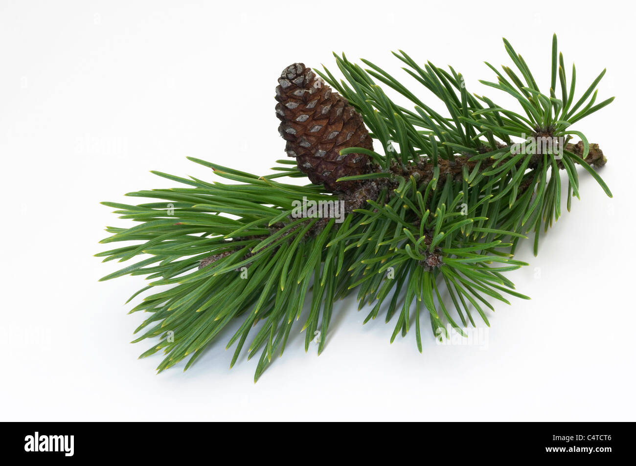 Pino Mugo, Mountain pine (Pinus mugo mugo) ramoscello con coni. Studio shot contro uno sfondo bianco. Foto Stock
