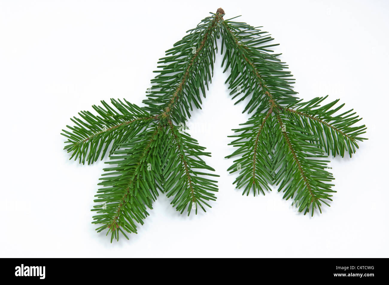 Abete del Caucaso, Nordmann abete (Abies nordmanniana), ramoscello. Studio Immagine contro uno sfondo bianco. Foto Stock