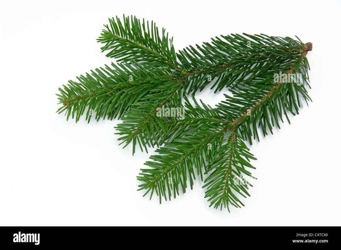 Abete del Caucaso, Nordmann abete (Abies nordmanniana), ramoscello. Studio Immagine contro uno sfondo bianco. Foto Stock