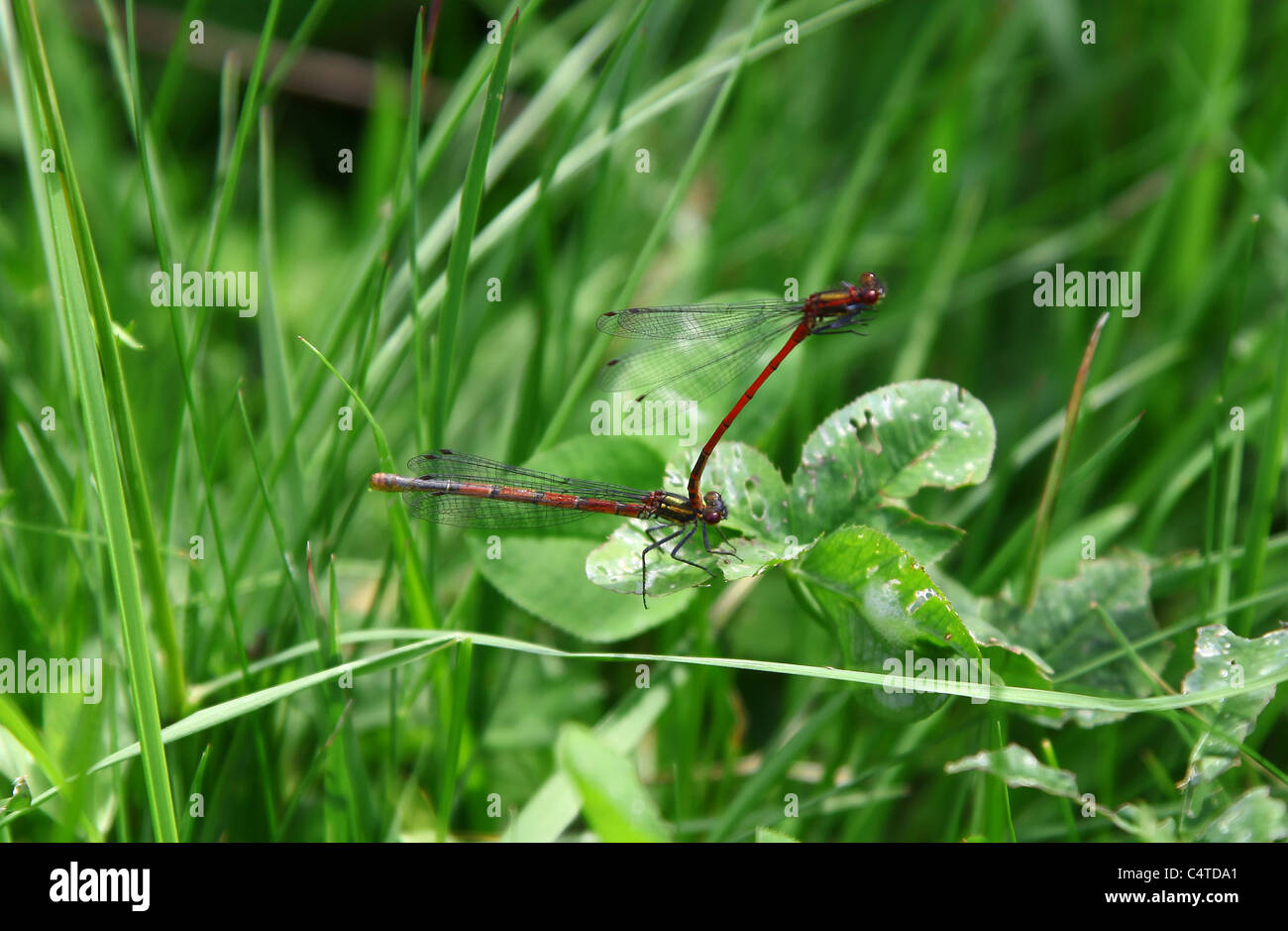 Due grandi damigelle rosse (Pyrrhosoma nymphula) che ammazzano e deposti uova, Inghilterra, Regno Unito Foto Stock