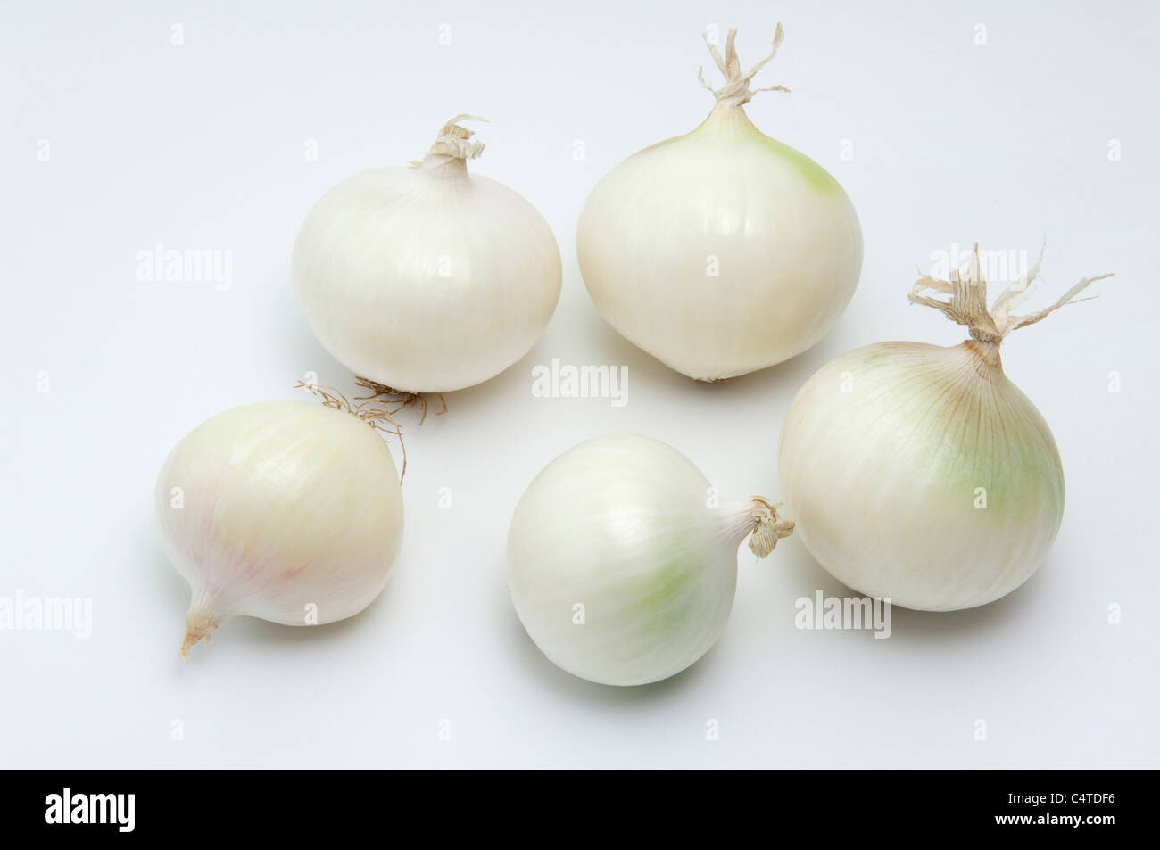 Giardino Cipolla (Allium cepa). 5 cipolle bianche. Studio Immagine contro uno sfondo bianco. Foto Stock