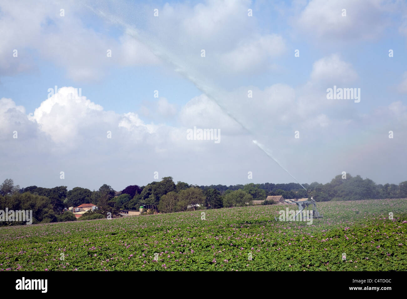 Acqua di irrorazione di irrigazione irrigazione campo di patate, Sutton, Suffolk, Inghilterra Foto Stock