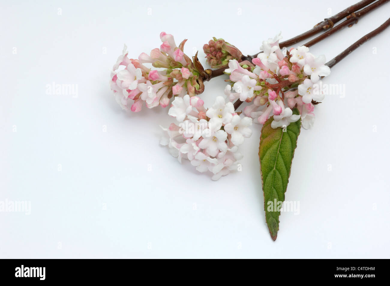 Goose (Viburnum x bodnantense Dawn), rametti fioriti. Studio Immagine contro uno sfondo bianco. Foto Stock