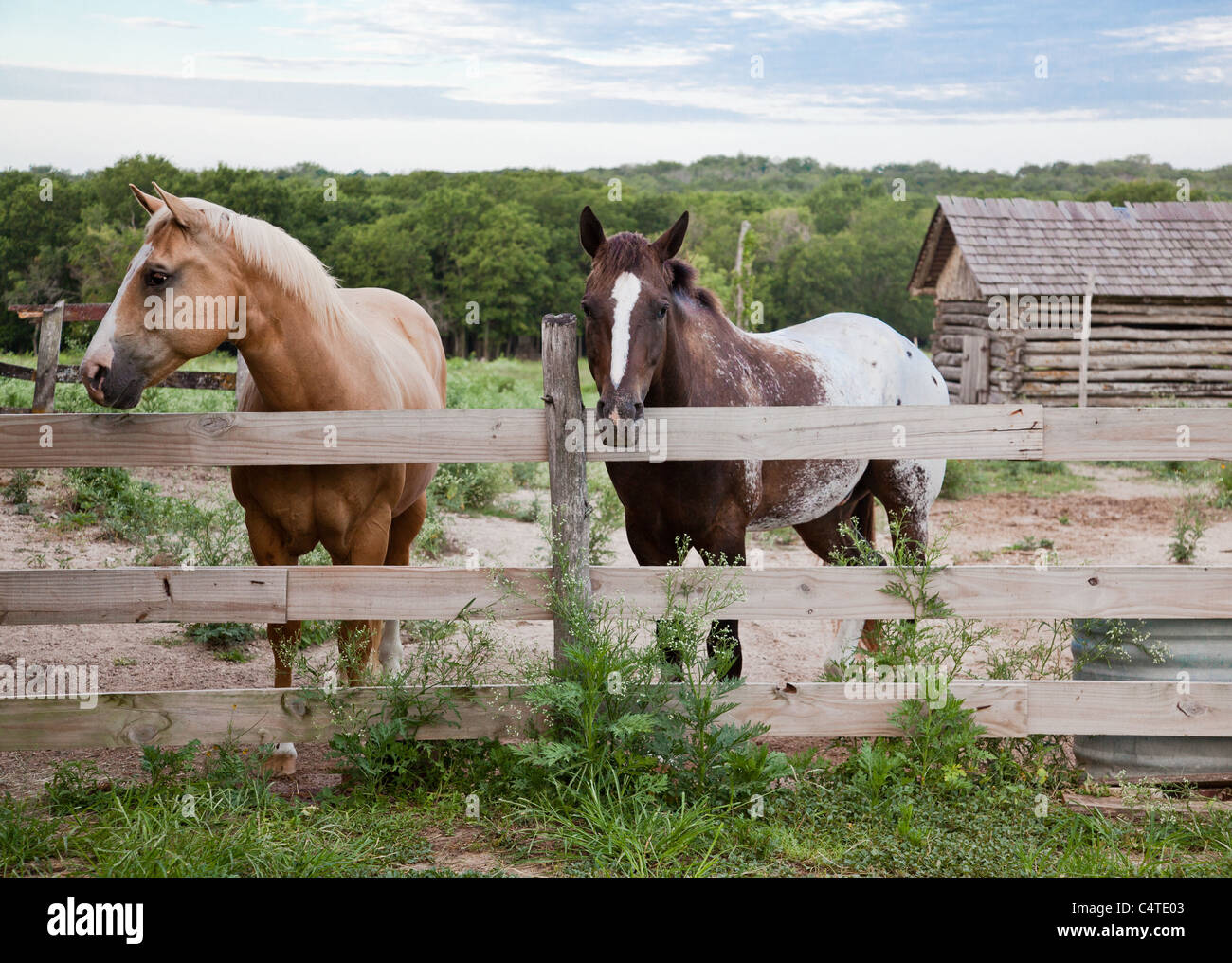 Cavalli sul Jourdan-Bachman Pioneer forma di Austin in Texas Foto Stock