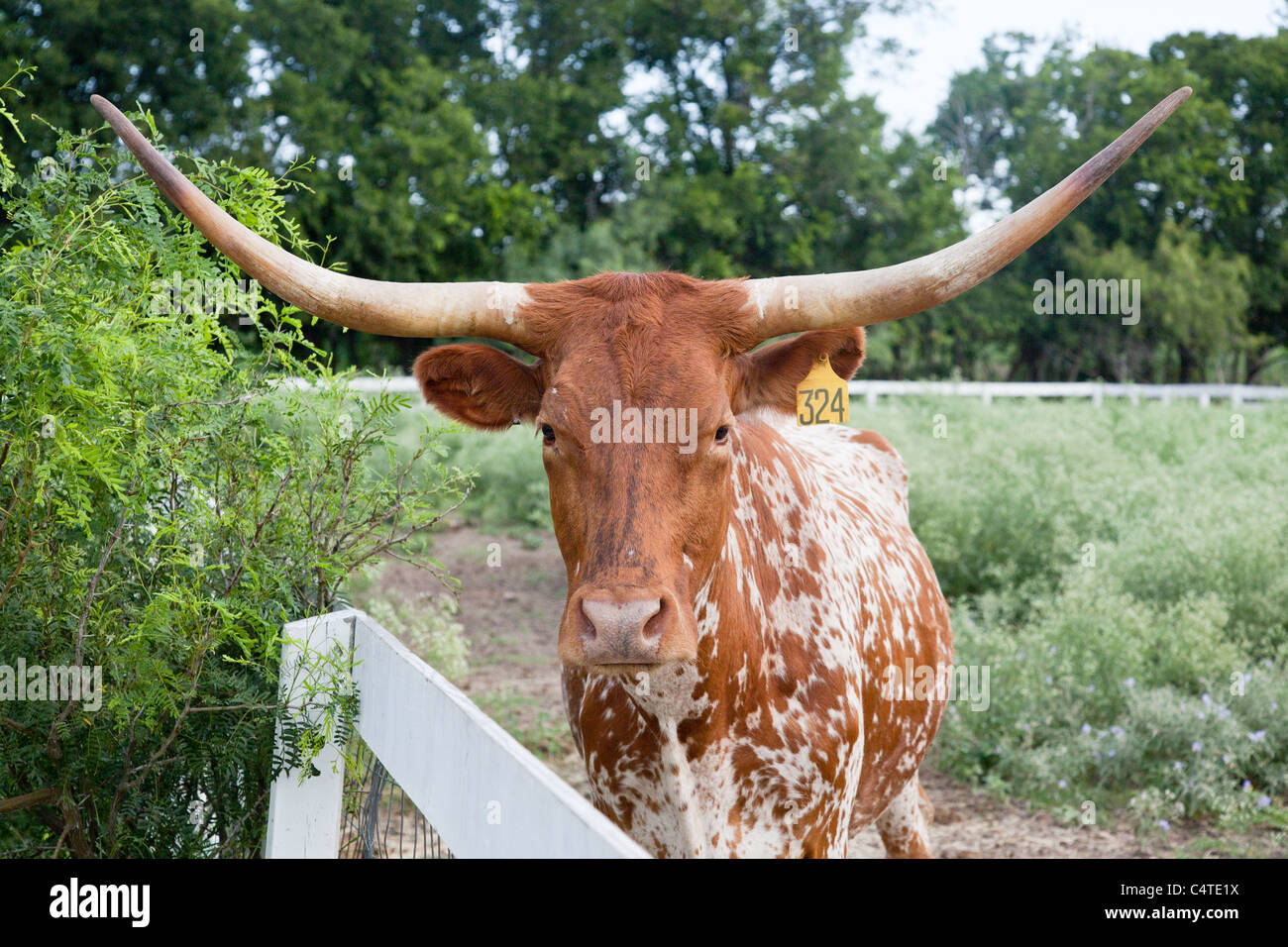 Texas Longhorn Cow sul Jourdan Bachman Pioneer Farm di Austin in Texas Foto Stock