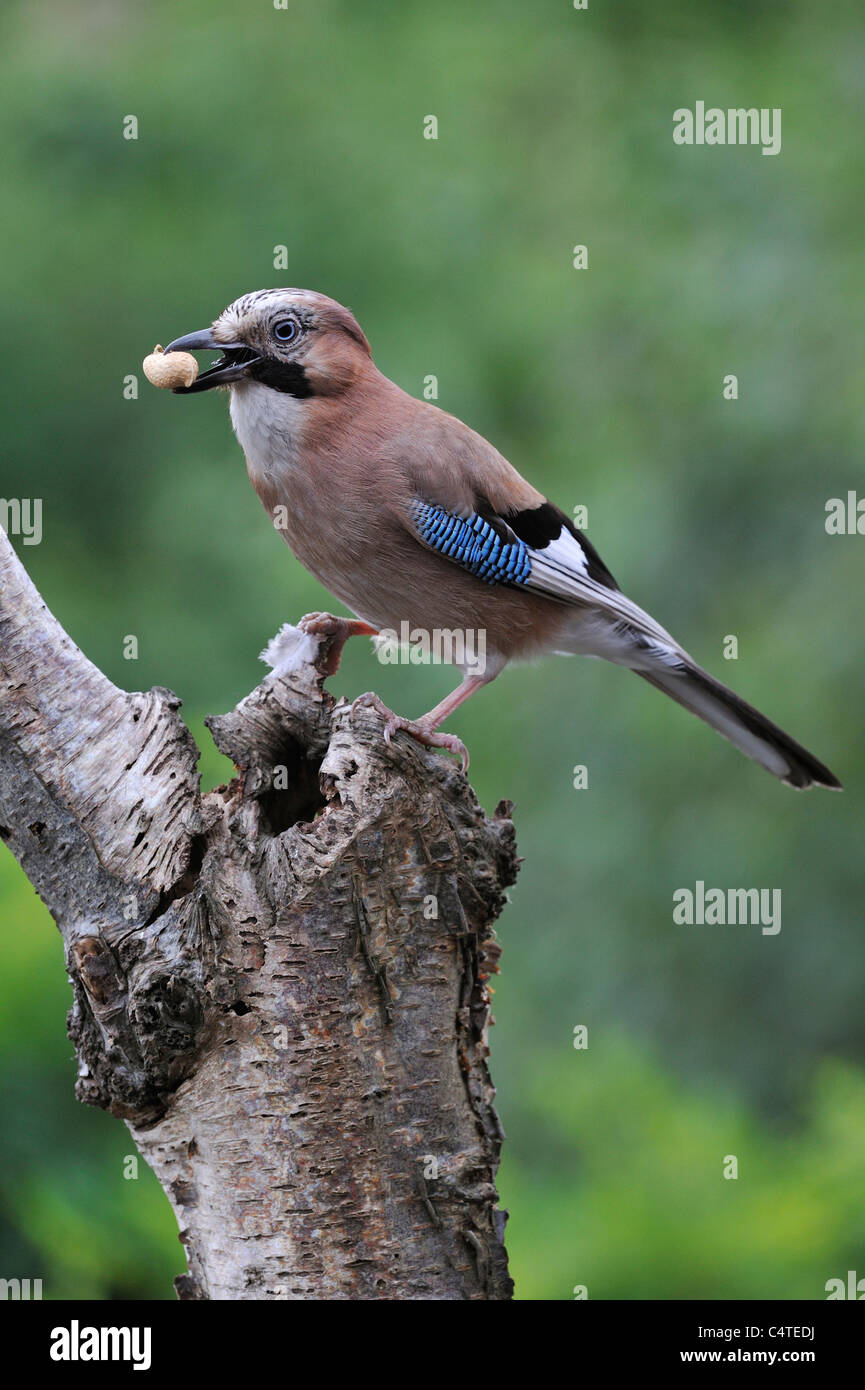 Eurasian Jay (Garrulus glandarius) arroccato su birch tronco di albero nella foresta con il dado nel becco Foto Stock