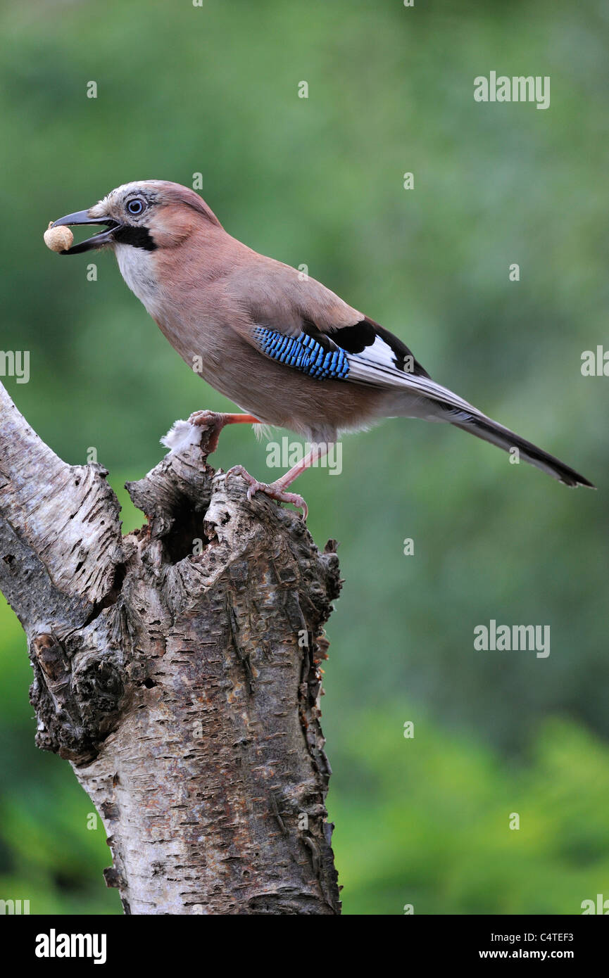 Eurasian Jay (Garrulus glandarius) con il dado nel becco arroccato su birch tronco di albero nella foresta Foto Stock