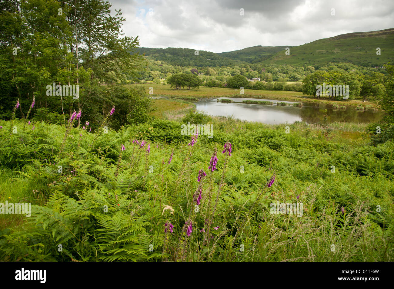 Zone umide in RSPB riserva naturale Ynys Hir, Dyfi valley, west wales - posizione della BBC Springwatch programma 2011 e 2012 Foto Stock