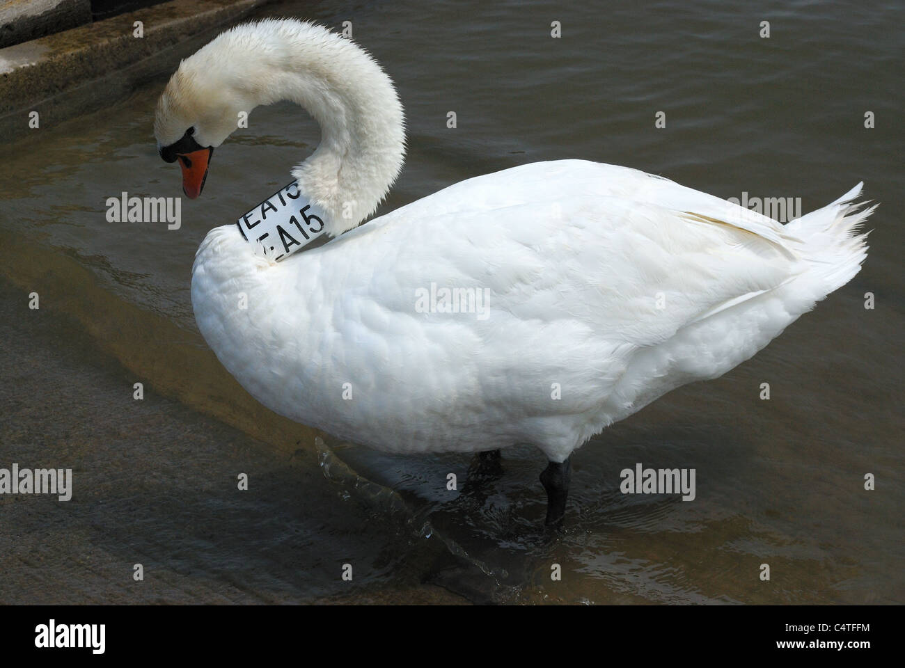 Bianco cigno in piedi in poco profondo lago Ontario acque della baia. Foto Stock