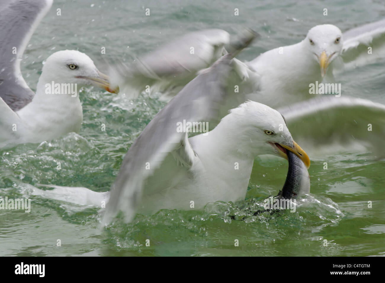 Seagul - suo Foto Stock