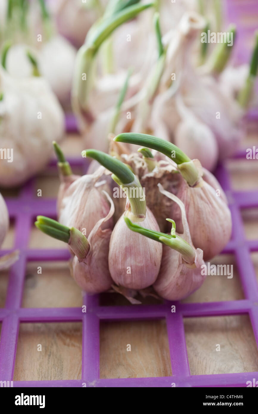 La germogliazione fresco aglio Foto Stock