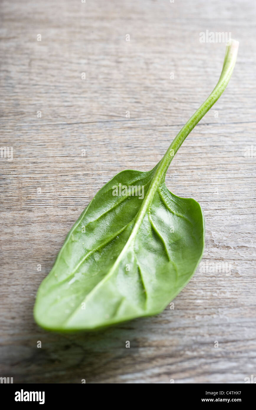 Foglia di spinaci Foto Stock