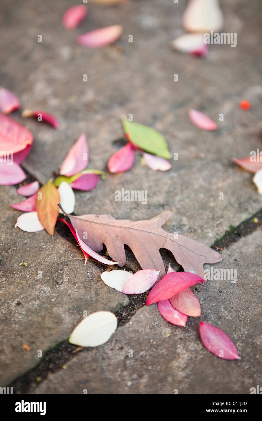 Foglie di autunno sul marciapiede Foto Stock