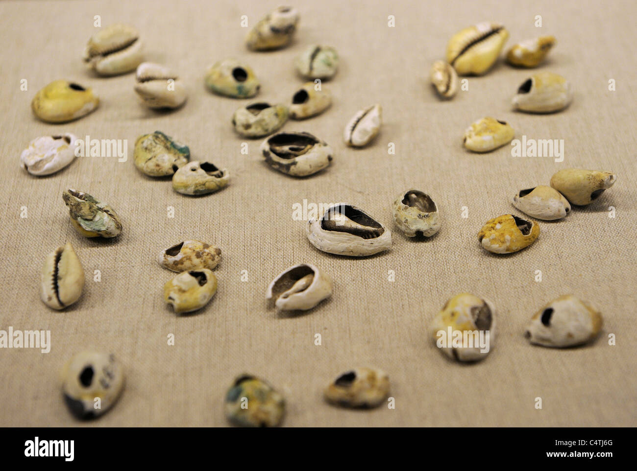 Monete di Shell nel Museo Storico di Shaanxi, Mid-Western dinastia Zhou. Foto Stock
