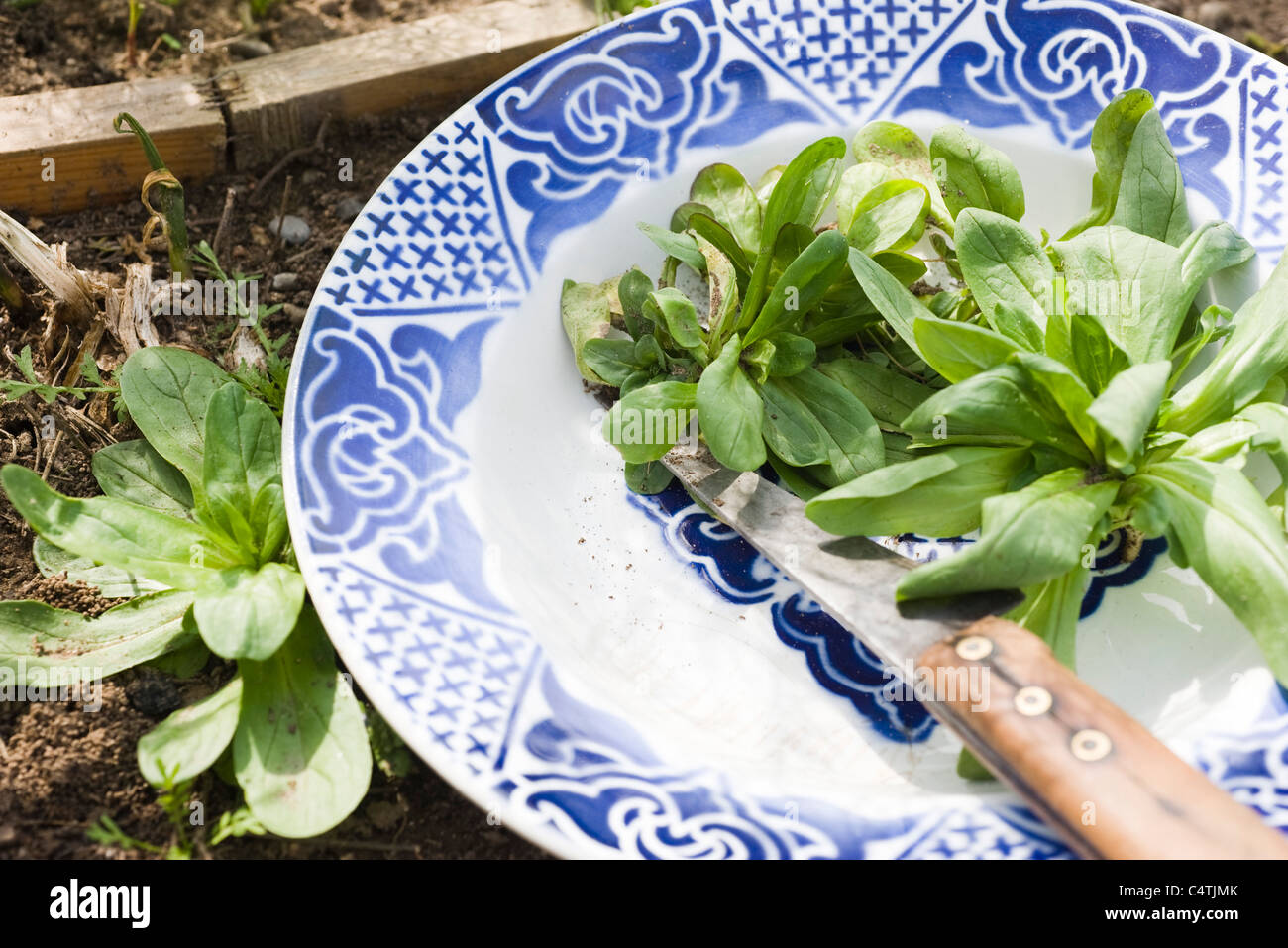 La raccolta di nuovo la valeriana Foto Stock
