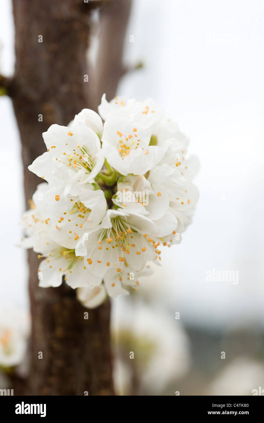 Bianco fiori ciliegio Foto Stock