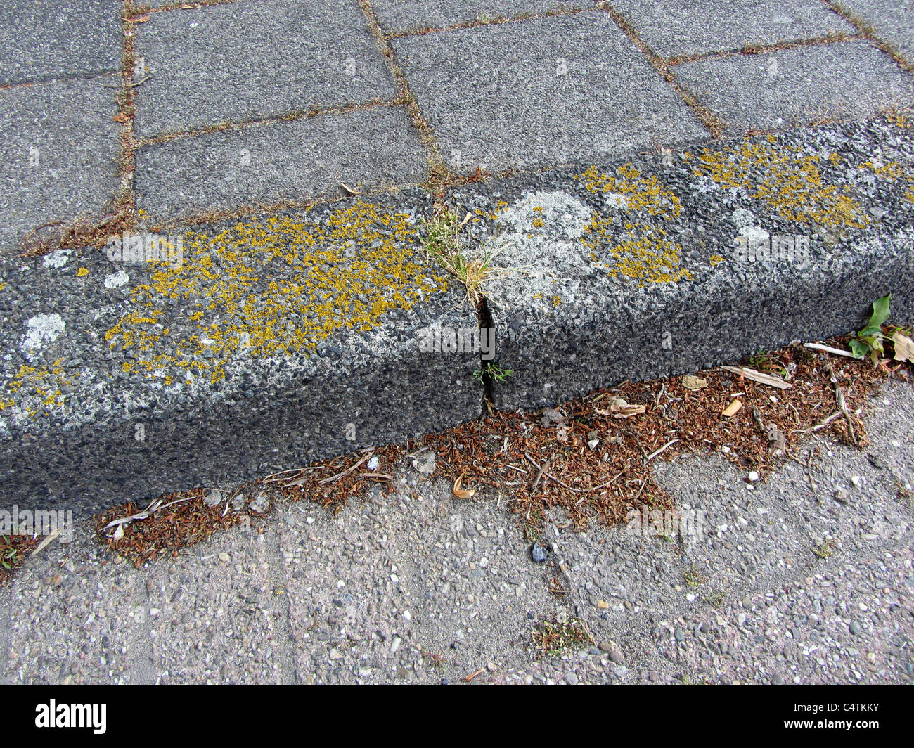 I licheni su un cordolo, Alblasserdam, Olanda Foto Stock