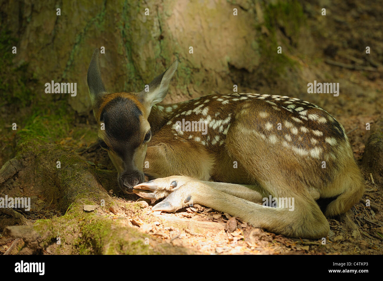 Red Deer Fawn in foresta, Germania Foto Stock