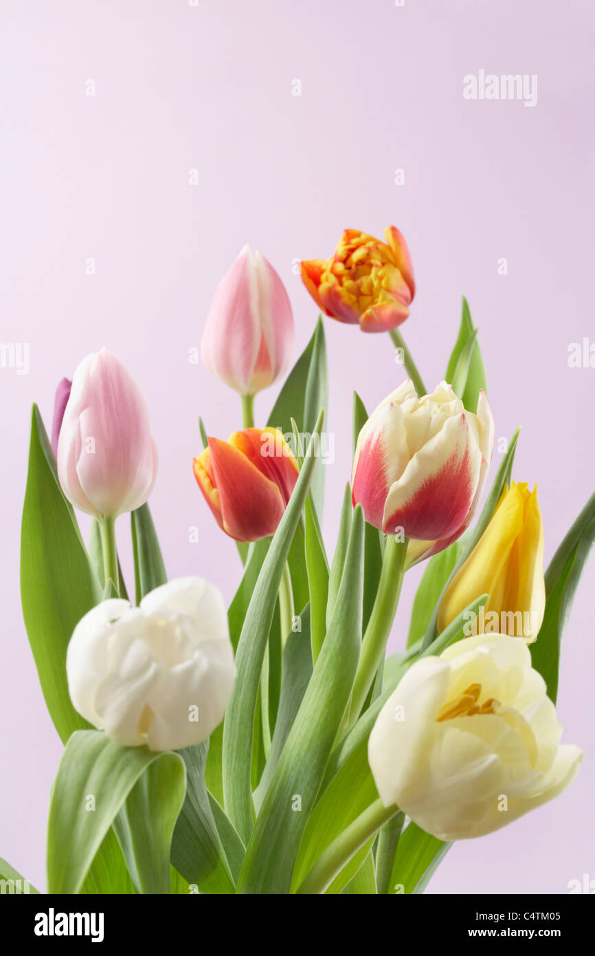 Varietà di tulipani Foto Stock