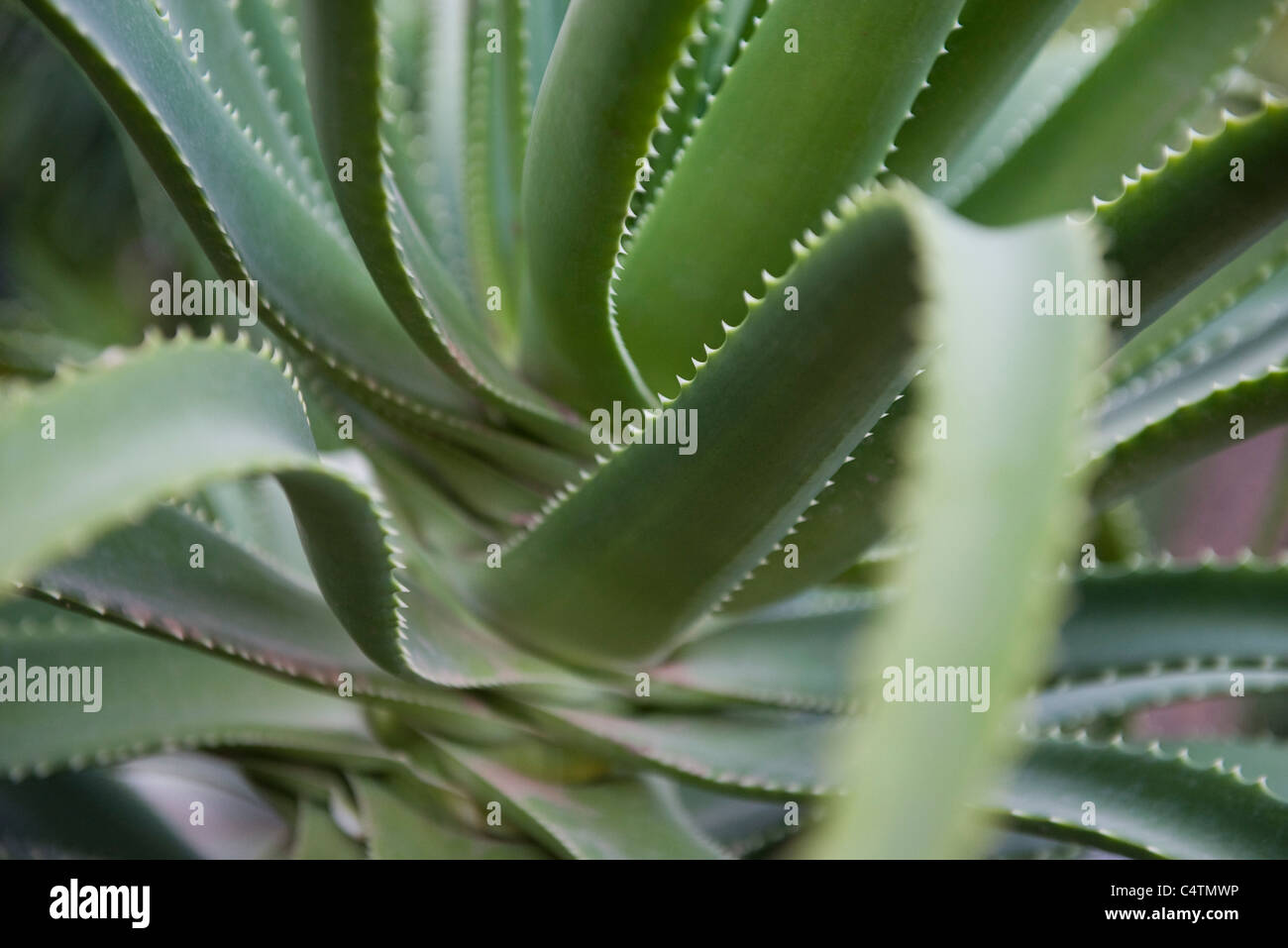 Pianta di aloe vera Foto Stock