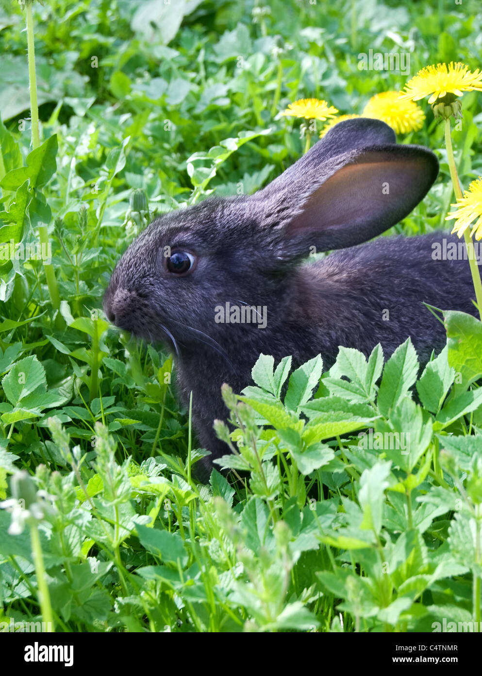 Piccolo coniglio è su un pascolo Foto Stock