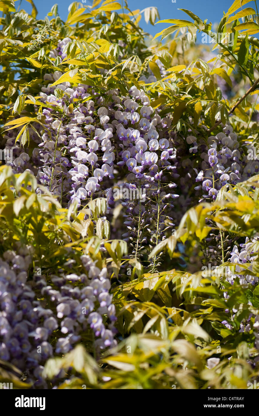 Il Glicine floribunda 'Multijuga' in fiore Foto Stock