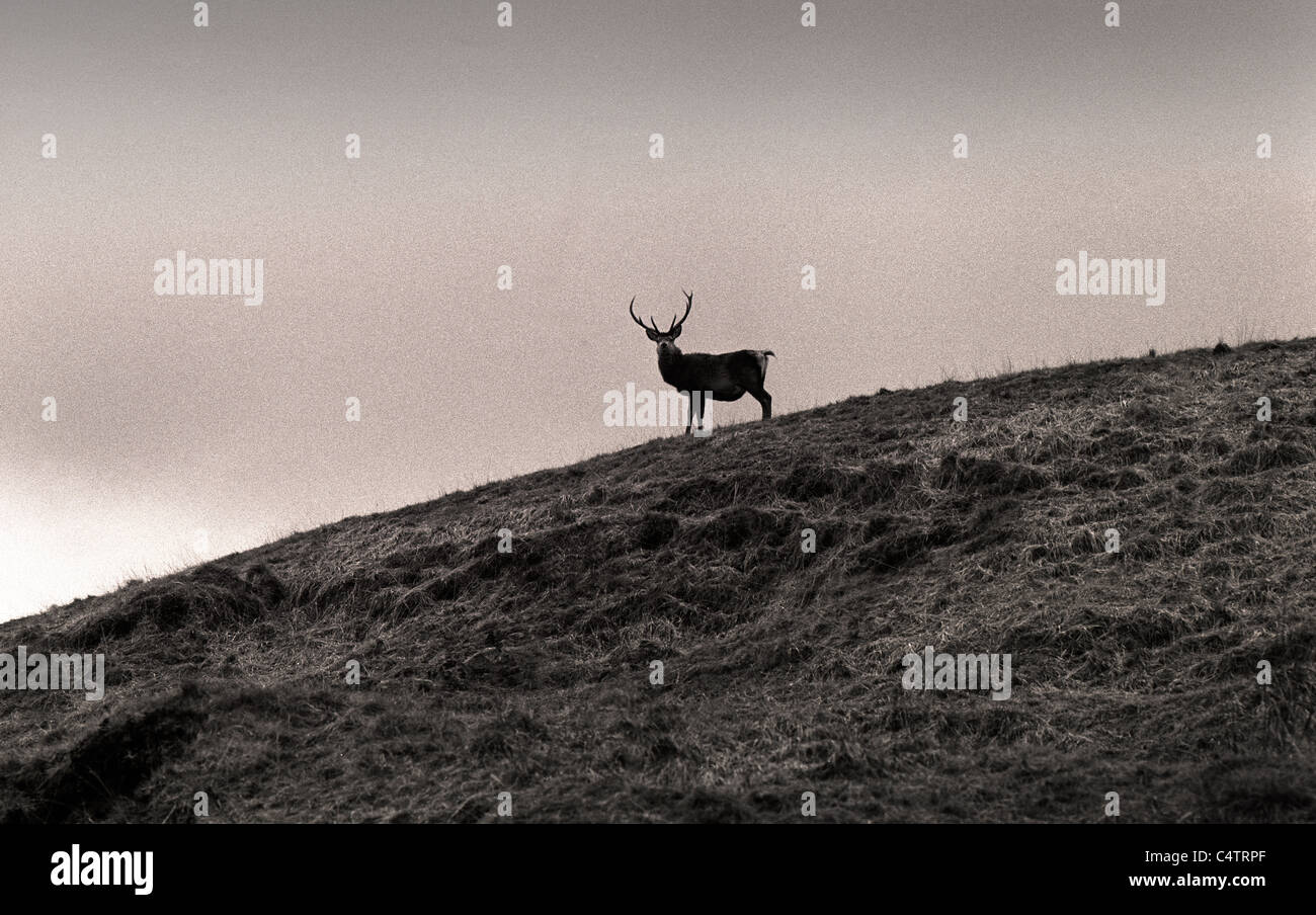 Red Deer Stag nelle Highlands della Scozia. Foto Stock