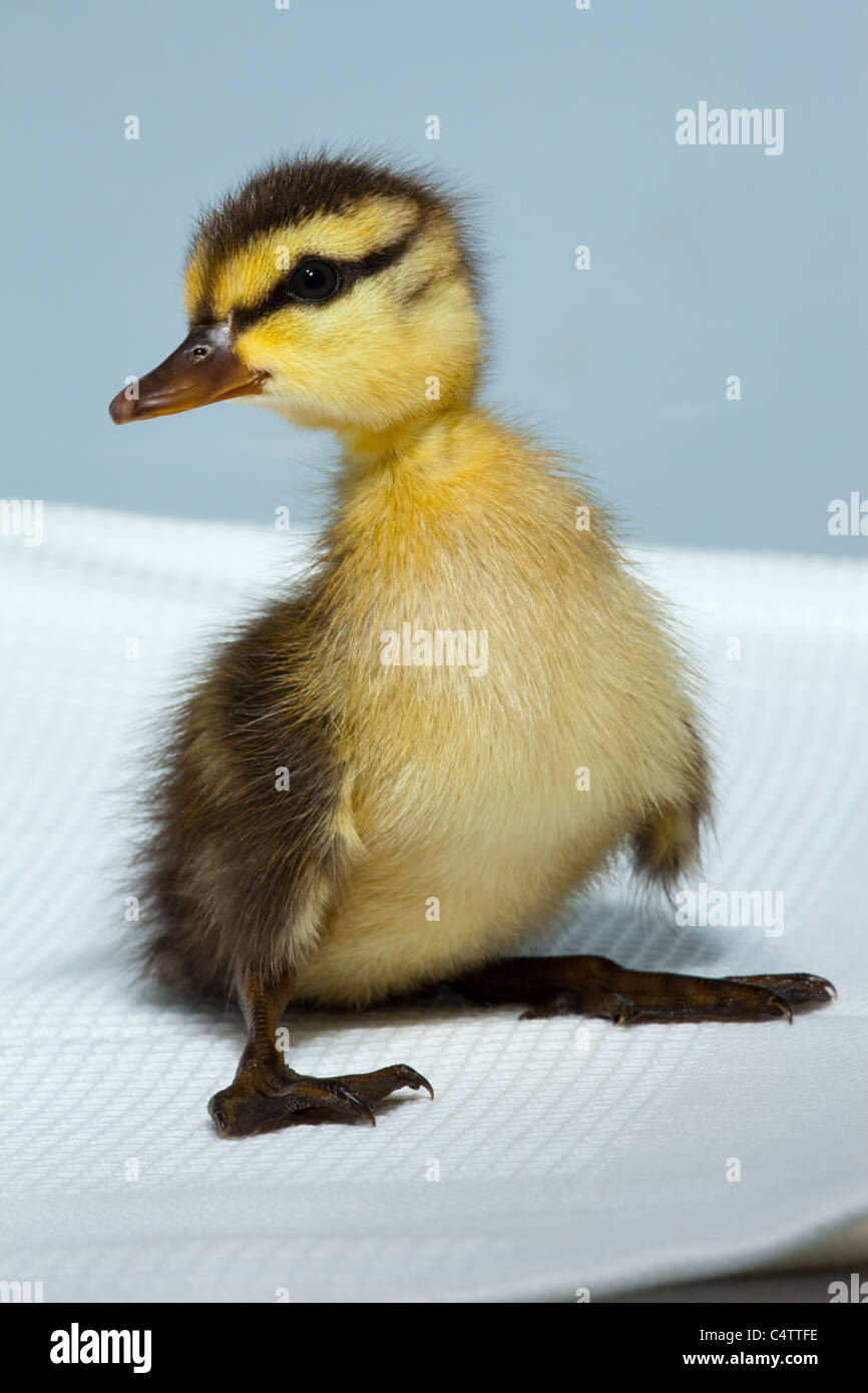 Anatroccolo (Anas platyrhynchos). Una perduta, separato dalla madre, giorno vecchio bird. Curati e contenuta in una gabbia dell'ospedale. Foto Stock