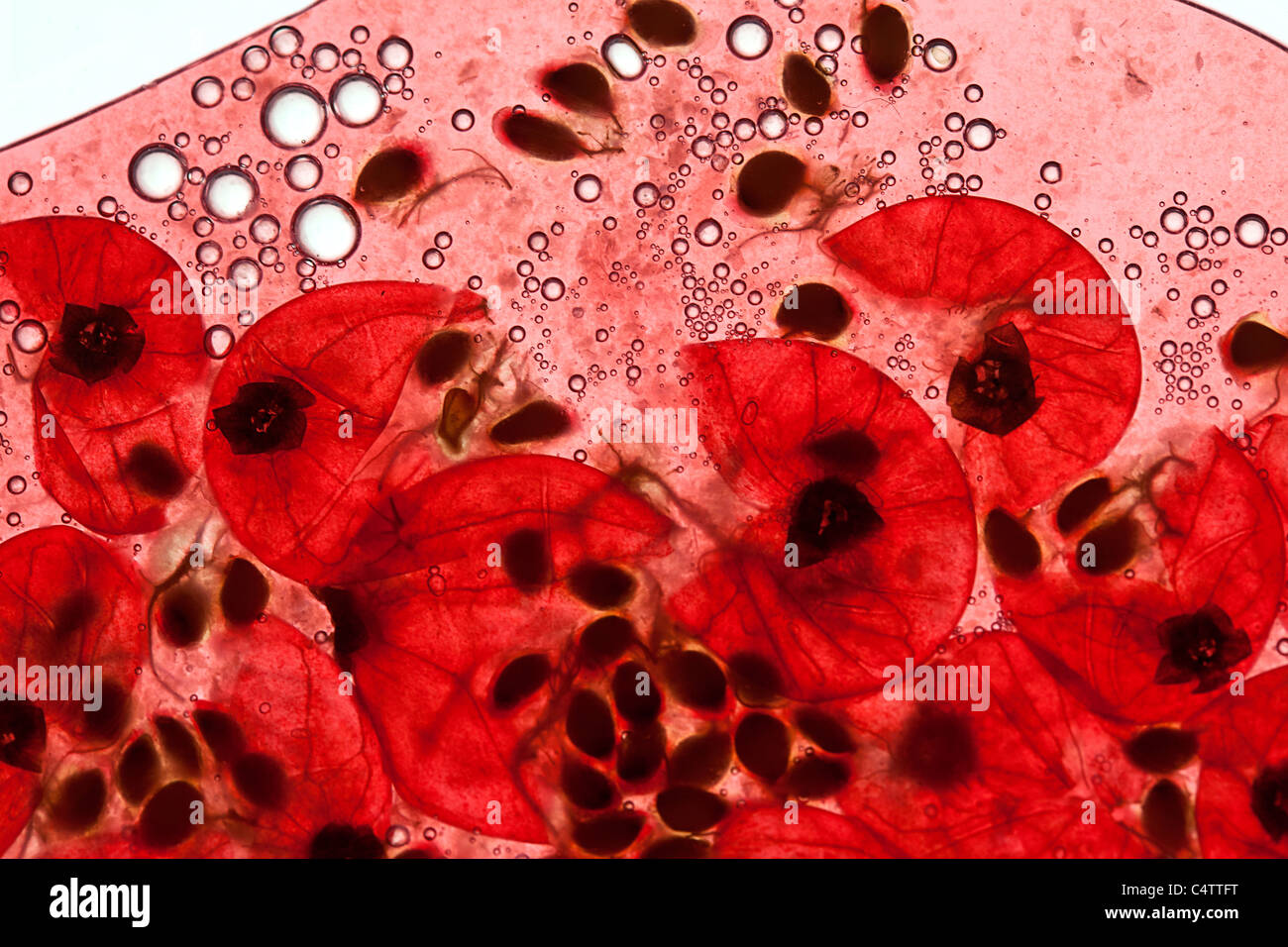 Rosso tritato bacche Ribes con succo Foto Stock