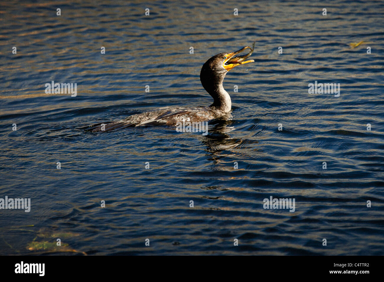 Cormorano IN ACQUA inghiottire un pesce Foto Stock