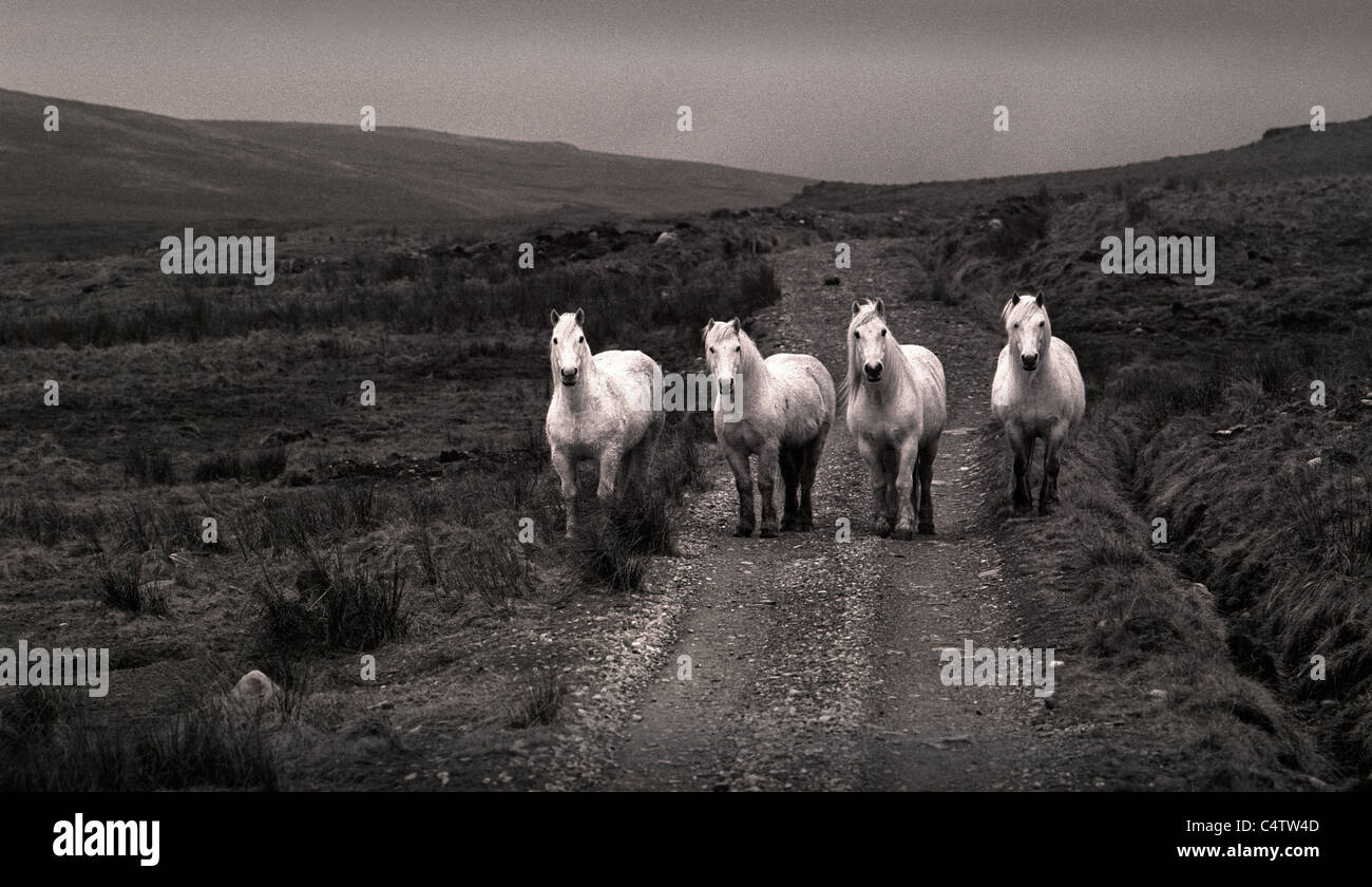 I cavalli bianchi in Scozia. Quattro cavalli bianchi su una pista nelle Highlands della Scozia. Foto Stock