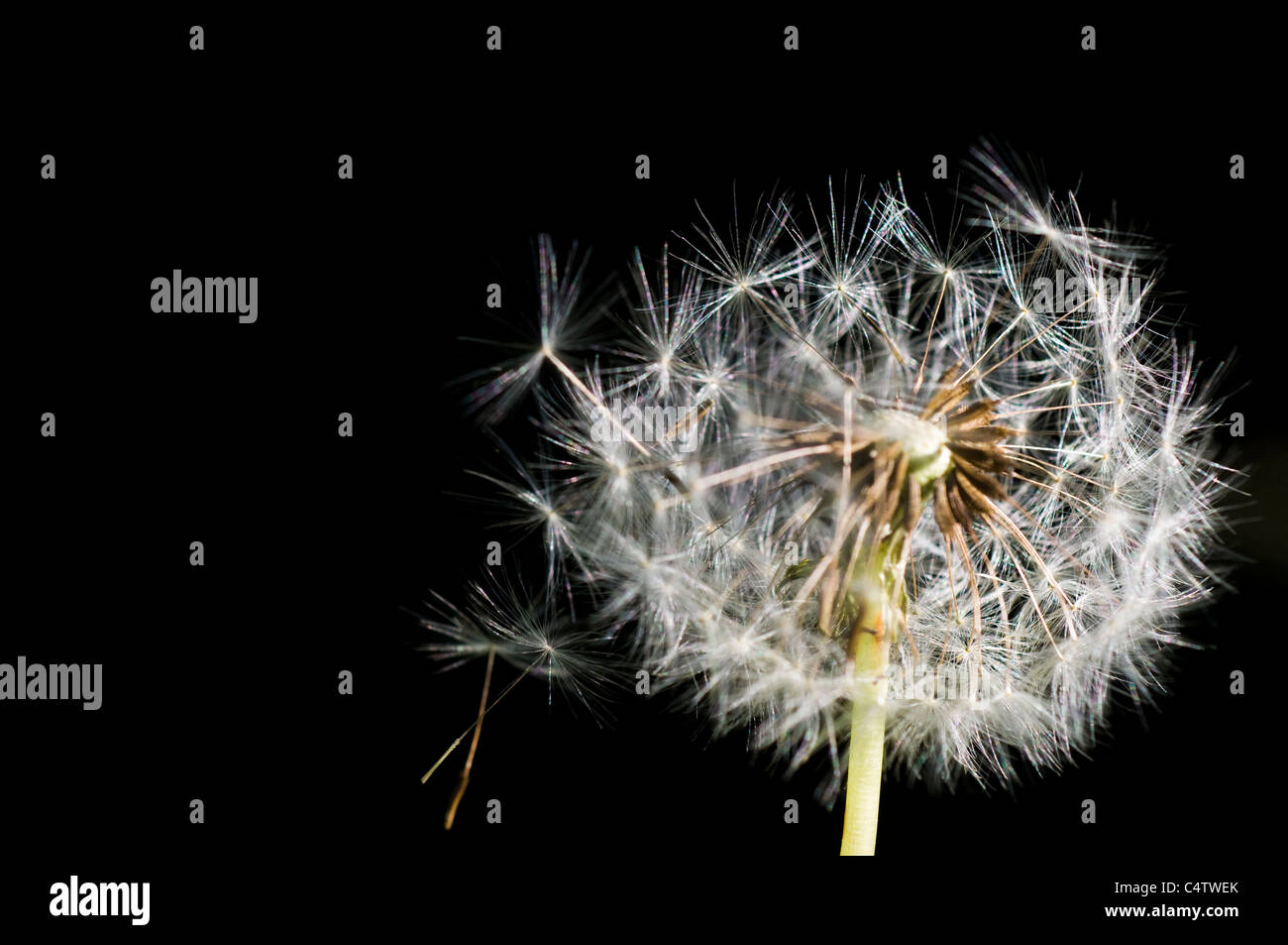 Vento che soffia semi off di seedhead tarassaco (Taraxacum officinale) Foto Stock