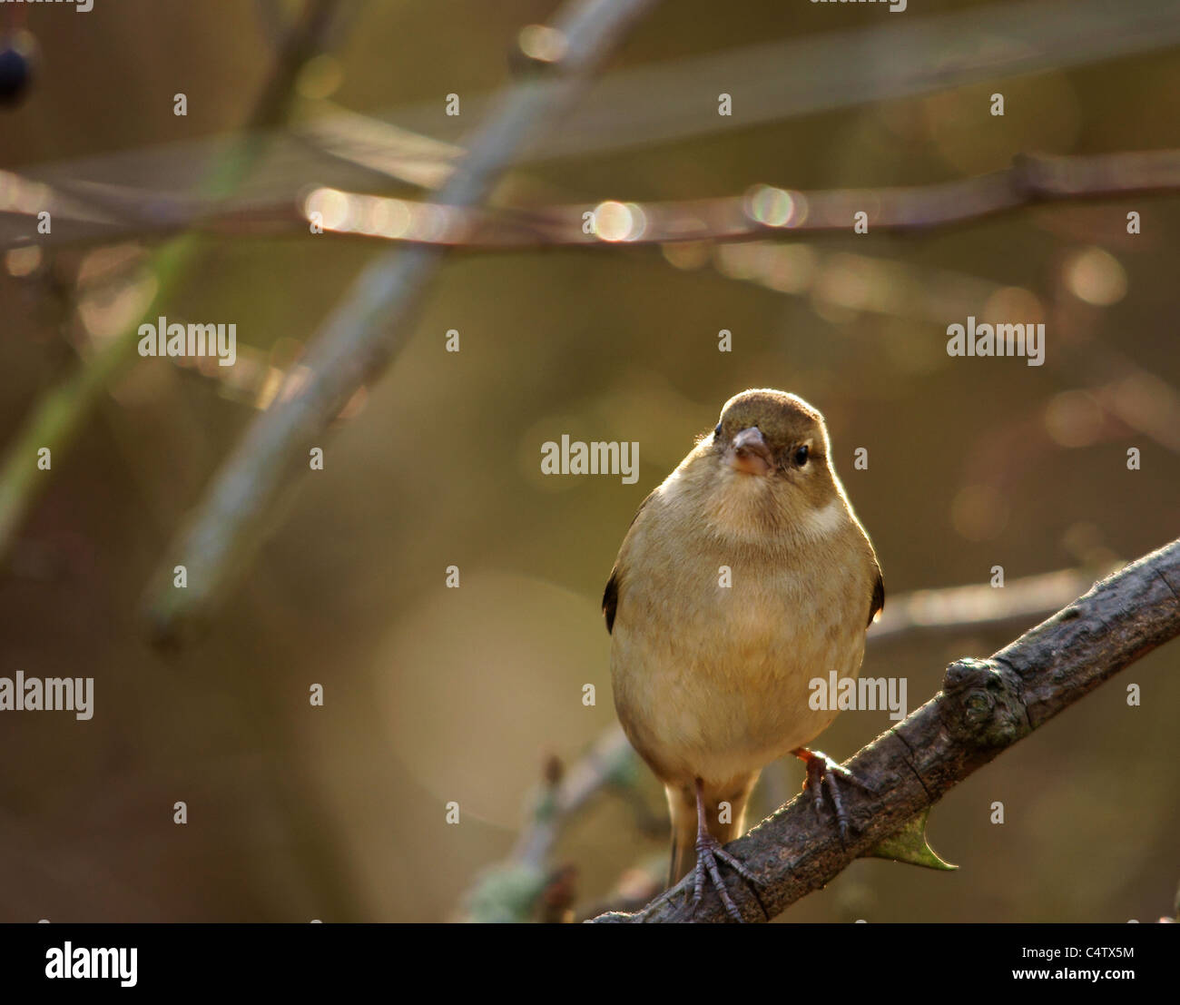 Fringuello femmina Foto Stock