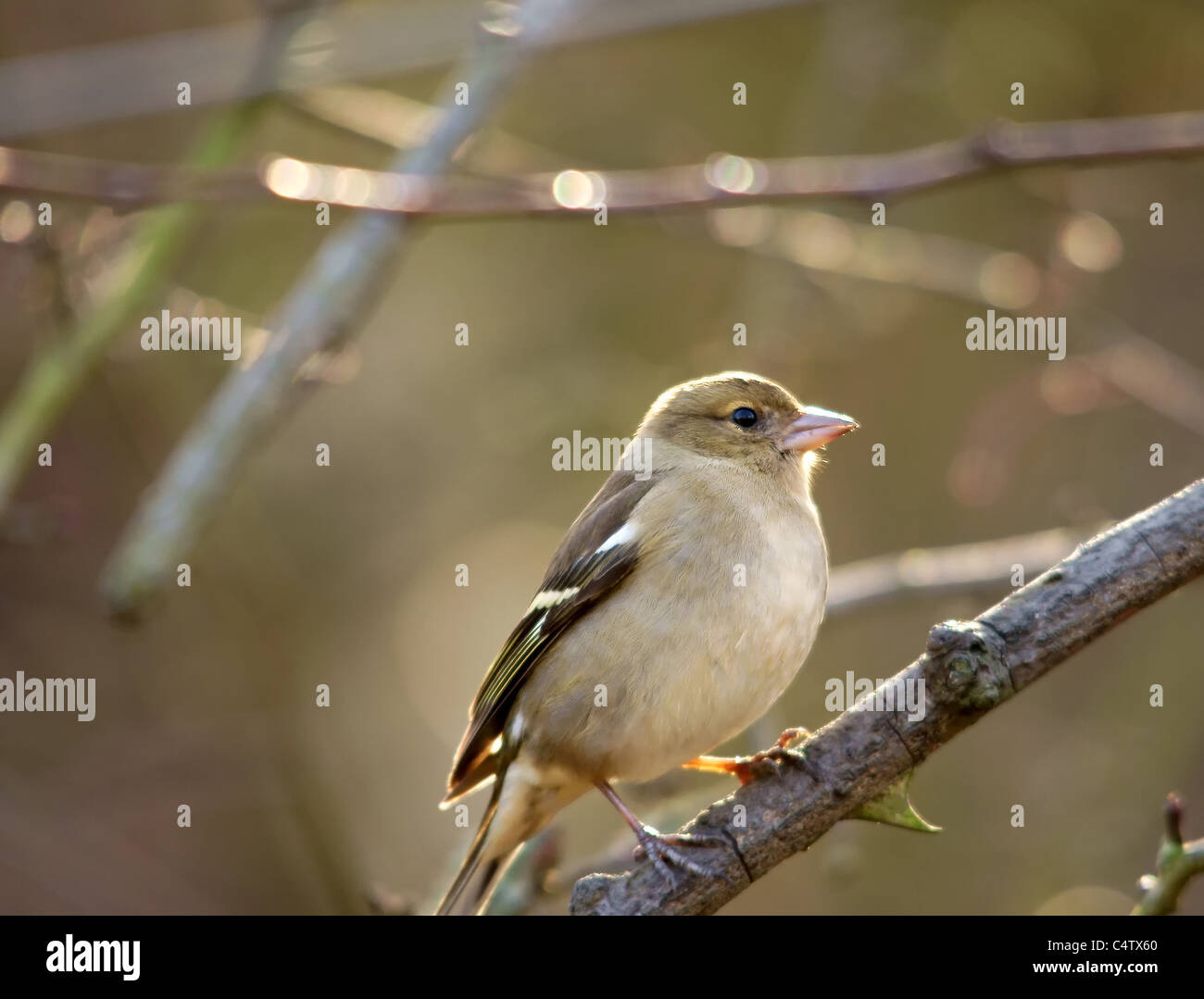 Fringuello femmina Foto Stock